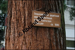 Mammutbaum, Bergmammutbaum, Wellingtonie, Sequoiadendron giganteum, Wellingtonia gigantea, Sequoia gigantea, Taxodiaceae, Sequoiadendron giganteum, Wellingtonia gigantea, Sequoia gigantea, Mammutbaum, Bergmammutbaum, Wellingtonie, Stamm Kauf von 00927sequoiadendron_giganteumimg_9095.jpg