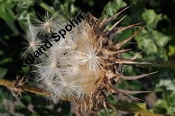 Gewöhnliche Mariendistel, Silybum marianum, Asteraceae, Silybum marianum, Gewöhnliche Mariendistel, Blühend Kauf von 00930_silybum_marianum_dsc_2548.jpg