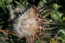 Gewhnliche Mariendistel, Silybum marianum, Asteraceae, Silybum marianum, Gewhnliche Mariendistel, Blhend Kauf von 00930_silybum_marianum_dsc_2548.jpg