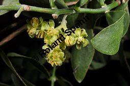 Jojobastrauch, Simmondsia chinensis, Buxaceae/Simmondsiaceae, Simmondsia chinensis, Jojobastrauch, unreif fruchtend Kauf von 00931_simmondsia_chinensis_dsc_1714.jpg