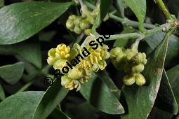 Jojobastrauch, Simmondsia chinensis, Buxaceae/Simmondsiaceae, Simmondsia chinensis, Jojobastrauch, unreif fruchtend Kauf von 00931_simmondsia_chinensis_dsc_1716.jpg