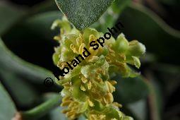 Jojobastrauch, Simmondsia chinensis, Buxaceae/Simmondsiaceae, Simmondsia chinensis, Jojobastrauch, unreif fruchtend Kauf von 00931_simmondsia_chinensis_dsc_1718.jpg