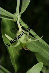 Jojobastrauch, Simmondsia chinensis, Buxaceae/Simmondsiaceae, Simmondsia chinensis, Jojobastrauch, unreif fruchtend Kauf von 00931simmondsia_chinensisimg_6820.jpg