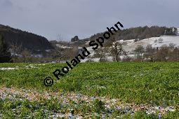 Weißer Senf, Sinapis alba, Brassica hirta, Brassicaceae, Sinapis alba, Brassica hirta, Weißer Senf, Blühend und unreif fruchtend Kauf von 00932_sinapis_alba_dsc_1448.jpg