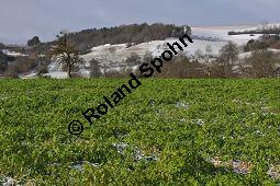 Weißer Senf, Sinapis alba, Brassica hirta, Brassicaceae, Sinapis alba, Brassica hirta, Weißer Senf, Blühend und unreif fruchtend Kauf von 00932_sinapis_alba_dsc_1449.jpg