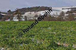 Weier Senf, Sinapis alba, Brassica hirta, Brassicaceae, Sinapis alba, Brassica hirta, Weier Senf, Blhend und unreif fruchtend Kauf von 00932_sinapis_alba_dsc_1449.jpg