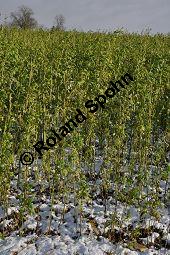 Weier Senf, Sinapis alba, Brassica hirta, Brassicaceae, Sinapis alba, Brassica hirta, Weier Senf, Blhend und unreif fruchtend Kauf von 00932_sinapis_alba_dsc_1450.jpg