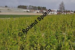 Weißer Senf, Sinapis alba, Brassica hirta, Brassicaceae, Sinapis alba, Brassica hirta, Weißer Senf, Blühend und unreif fruchtend Kauf von 00932_sinapis_alba_dsc_1451.jpg