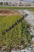 Weißer Senf, Sinapis alba, Brassica hirta, Brassicaceae, Sinapis alba, Brassica hirta, Weißer Senf, Blühend und unreif fruchtend Kauf von 00932_sinapis_alba_dsc_1452.jpg