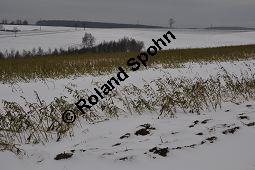 Weißer Senf, Sinapis alba, Brassica hirta, Brassicaceae, Sinapis alba, Brassica hirta, Weißer Senf, Blühend und unreif fruchtend Kauf von 00932_sinapis_alba_dsc_1460.jpg
