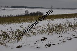 Weier Senf, Sinapis alba, Brassica hirta, Brassicaceae, Sinapis alba, Brassica hirta, Weier Senf, Blhend und unreif fruchtend Kauf von 00932_sinapis_alba_dsc_1460.jpg