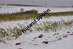 Weißer Senf, Sinapis alba, Brassica hirta, Brassicaceae, Sinapis alba, Brassica hirta, Weißer Senf, Blühend und unreif fruchtend Kauf von 00932_sinapis_alba_dsc_1461.jpg