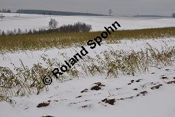 Weier Senf, Sinapis alba, Brassica hirta, Brassicaceae, Sinapis alba, Brassica hirta, Weier Senf, Blhend und unreif fruchtend Kauf von 00932_sinapis_alba_dsc_1461.jpg