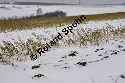 Weißer Senf, Sinapis alba, Brassica hirta, Brassicaceae, Sinapis alba, Brassica hirta, Weißer Senf, Blühend und unreif fruchtend Kauf von 00932_sinapis_alba_dsc_1462.jpg
