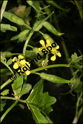 Weißer Senf, Sinapis alba, Brassica hirta, Brassicaceae, Sinapis alba, Brassica hirta, Weißer Senf, Blühend und unreif fruchtend Kauf von 00932sinapis_albaimg_8966.jpg
