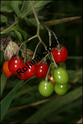 Bittersüßer Nachtschatten, Bittersüß, Solanum dulcamara, Solanaceae, Solanum dulcamara, Bittersüßer Nachtschatten, Bittersüß, fruchtend Kauf von 00938solanum_dulcamaraimg_4312.jpg