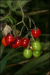 Bitterser Nachtschatten, Bitters, Solanum dulcamara, Solanaceae, Solanum dulcamara, Bitterser Nachtschatten, Bitters, fruchtend Kauf von 00938solanum_dulcamaraimg_4312.jpg