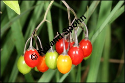 Bittersüßer Nachtschatten, Bittersüß, Solanum dulcamara, Solanaceae, Solanum dulcamara, Bittersüßer Nachtschatten, Bittersüß, fruchtend Kauf von 00938solanum_dulcamaraimg_4313.jpg