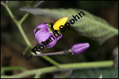 Bittersüßer Nachtschatten, Bittersüß, Solanum dulcamara, Solanaceae, Solanum dulcamara, Bittersüßer Nachtschatten, Bittersüß, fruchtend Kauf von 00938solanum_dulcamaraimg_4323.jpg