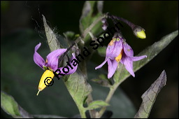 Bittersüßer Nachtschatten, Bittersüß, Solanum dulcamara, Solanaceae, Solanum dulcamara, Bittersüßer Nachtschatten, Bittersüß, fruchtend Kauf von 00938solanum_dulcamaraimg_4324.jpg