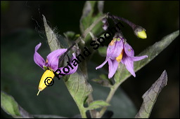 Bitterser Nachtschatten, Bitters, Solanum dulcamara, Solanaceae, Solanum dulcamara, Bitterser Nachtschatten, Bitters, fruchtend Kauf von 00938solanum_dulcamaraimg_4324.jpg