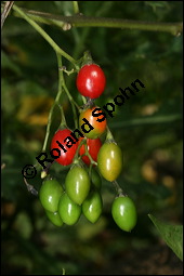 Bitterser Nachtschatten, Bitters, Solanum dulcamara, Solanaceae, Solanum dulcamara, Bitterser Nachtschatten, Bitters, fruchtend Kauf von 00938solanum_dulcamaraimg_4394.jpg