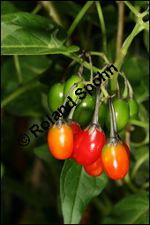Bittersüßer Nachtschatten, Bittersüß, Solanum dulcamara, Solanaceae, Solanum dulcamara, Bittersüßer Nachtschatten, Bittersüß, fruchtend Kauf von 00938solanum_dulcamaraimg_8986.jpg