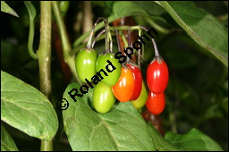 Bittersüßer Nachtschatten, Bittersüß, Solanum dulcamara, Solanaceae, Solanum dulcamara, Bittersüßer Nachtschatten, Bittersüß, fruchtend Kauf von 00938solanum_dulcamaraimg_8987.jpg