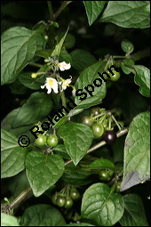 Schwarzer Nachtschatten, Solanum nigrum, Solanaceae, Solanum nigrum, Schwarzer Nachtschatten, fruchtend Kauf von 00939solanum_nigrumimg_4565.jpg