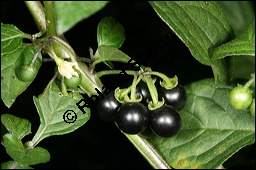 Schwarzer Nachtschatten, Solanum nigrum, Solanaceae, Solanum nigrum, Schwarzer Nachtschatten, fruchtend Kauf von 00939solanum_nigrumimg_4566.jpg