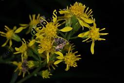 Echte Goldrute, Solidago virgaurea, Asteraceae, Solidago virgaurea, Echte Goldrute, Gewhnliche Goldrute, Blhend Kauf von 00942_echte_goldrute_dsc_6764.jpg