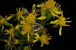 Echte Goldrute, Solidago virgaurea, Asteraceae, Solidago virgaurea, Echte Goldrute, Gewhnliche Goldrute, Blhend Kauf von 00942_echte_goldrute_dsc_6765.jpg