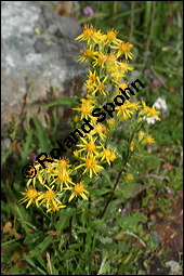 Echte Goldrute, Solidago virgaurea, Asteraceae, Solidago virgaurea, Echte Goldrute, Gewhnliche Goldrute, Blhend Kauf von 00942solidago_virgaureaimg_3283.jpg