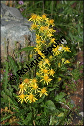 Echte Goldrute, Solidago virgaurea, Asteraceae, Solidago virgaurea, Echte Goldrute, Gewöhnliche Goldrute, Blühend Kauf von 00942solidago_virgaureaimg_3284.jpg