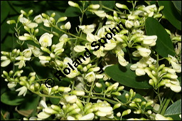 Japanischer Schnurbaum, Sophora japonica, Fabaceae, Sophora japonica, Japanischer Schnurbaum, Blatt Kauf von 00943sophora_japonicaimg_3450.jpg
