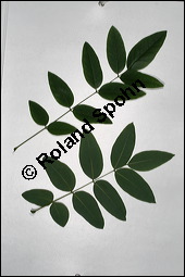 Japanischer Schnurbaum, Sophora japonica, Fabaceae, Sophora japonica, Japanischer Schnurbaum, Blatt Kauf von 00943sophora_japonicaimg_3779.jpg