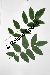 Japanischer Schnurbaum, Sophora japonica, Fabaceae, Sophora japonica, Japanischer Schnurbaum, Blatt Kauf von 00943sophora_japonicaimg_3780.jpg