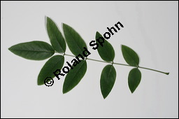 Japanischer Schnurbaum, Sophora japonica, Fabaceae, Sophora japonica, Japanischer Schnurbaum, Blatt Kauf von 00943sophora_japonicaimg_3783.jpg