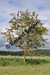 Eberesche, Vogelbeere, Vogelbeerbaum, Sorbus aucuparia, Sorbus aucuparia, Eberesche, Vogelbeere, Rosaceae, Blhend Kauf von 00944_sorbus_aucuparia_dsc_0285.jpg