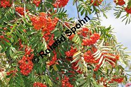 Eberesche, Vogelbeere, Vogelbeerbaum, Sorbus aucuparia, Sorbus aucuparia, Eberesche, Vogelbeere, Rosaceae, Blhend Kauf von 00944_sorbus_aucuparia_dsc_0287.jpg