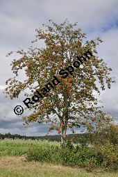 Eberesche, Vogelbeere, Vogelbeerbaum, Sorbus aucuparia, Sorbus aucuparia, Eberesche, Vogelbeere, Rosaceae, Blühend Kauf von 00944_sorbus_aucuparia_dsc_0291.jpg