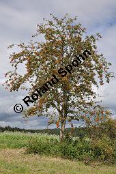 Eberesche, Vogelbeere, Vogelbeerbaum, Sorbus aucuparia, Sorbus aucuparia, Eberesche, Vogelbeere, Rosaceae, Blhend Kauf von 00944_sorbus_aucuparia_dsc_0292.jpg