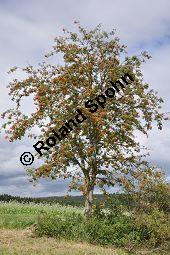 Eberesche, Vogelbeere, Vogelbeerbaum, Sorbus aucuparia, Sorbus aucuparia, Eberesche, Vogelbeere, Rosaceae, Blühend Kauf von 00944_sorbus_aucuparia_dsc_0293.jpg