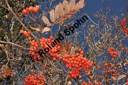 Eberesche, Vogelbeere, Vogelbeerbaum, Sorbus aucuparia, Sorbus aucuparia, Eberesche, Vogelbeere, Rosaceae, Blühend Kauf von 00944_sorbus_aucuparia_dsc_1117.jpg