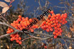 Eberesche, Vogelbeere, Vogelbeerbaum, Sorbus aucuparia, Sorbus aucuparia, Eberesche, Vogelbeere, Rosaceae, Blhend Kauf von 00944_sorbus_aucuparia_dsc_1118.jpg