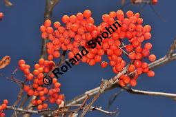 Eberesche, Vogelbeere, Vogelbeerbaum, Sorbus aucuparia, Sorbus aucuparia, Eberesche, Vogelbeere, Rosaceae, Blühend Kauf von 00944_sorbus_aucuparia_dsc_1120.jpg