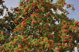 Eberesche, Vogelbeere, Vogelbeerbaum, Sorbus aucuparia, Sorbus aucuparia, Eberesche, Vogelbeere, Rosaceae, Blühend Kauf von 00944_sorbus_aucuparia_dsc_3726.jpg