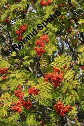 Eberesche, Vogelbeere, Vogelbeerbaum, Sorbus aucuparia, Sorbus aucuparia, Eberesche, Vogelbeere, Rosaceae, Blhend Kauf von 00944_sorbus_aucuparia_dsc_3727.jpg