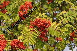 Eberesche, Vogelbeere, Vogelbeerbaum, Sorbus aucuparia, Sorbus aucuparia, Eberesche, Vogelbeere, Rosaceae, Blhend Kauf von 00944_sorbus_aucuparia_dsc_3728.jpg