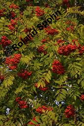 Eberesche, Vogelbeere, Vogelbeerbaum, Sorbus aucuparia, Sorbus aucuparia, Eberesche, Vogelbeere, Rosaceae, Blhend Kauf von 00944_sorbus_aucuparia_dsc_3729.jpg